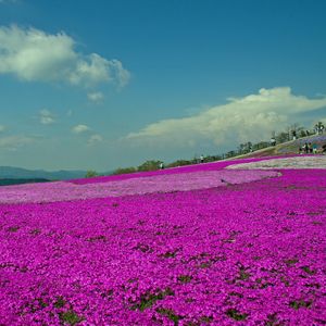 茶臼山高原
