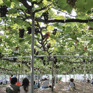 関東でぶどう狩りにおすすめの場所は？