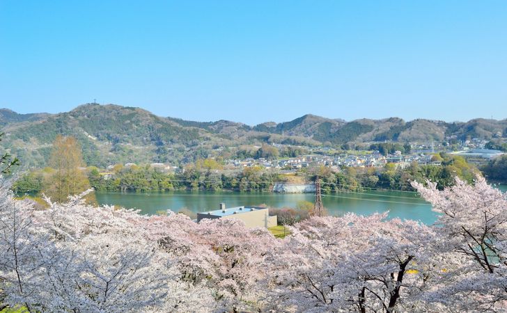 神奈川県で桜を見るならどこ？
